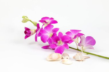 Renkli orkide çiçek Seashell