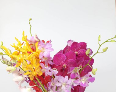 renkli orkide çiçek