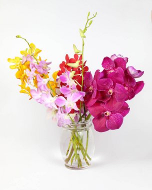 Renkli orkide çiçek Seashell