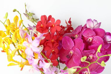 renkli orkide çiçek