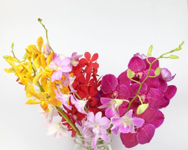 renkli orkide çiçek