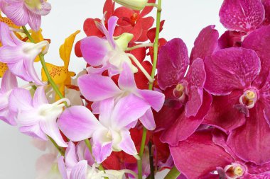renkli orkide çiçek