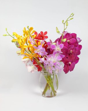 renkli orkide çiçek