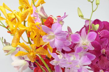 renkli orkide çiçek