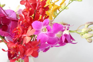 renkli orkide çiçek