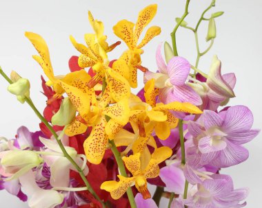 renkli orkide çiçek