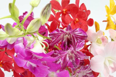 renkli orkide çiçek