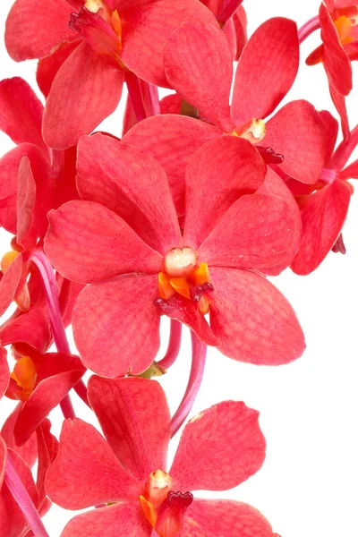 Colorful Orchid Flower — Stock Photo, Image