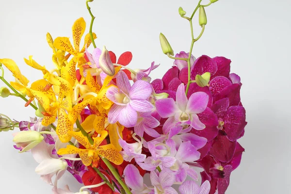 renkli orkide çiçek