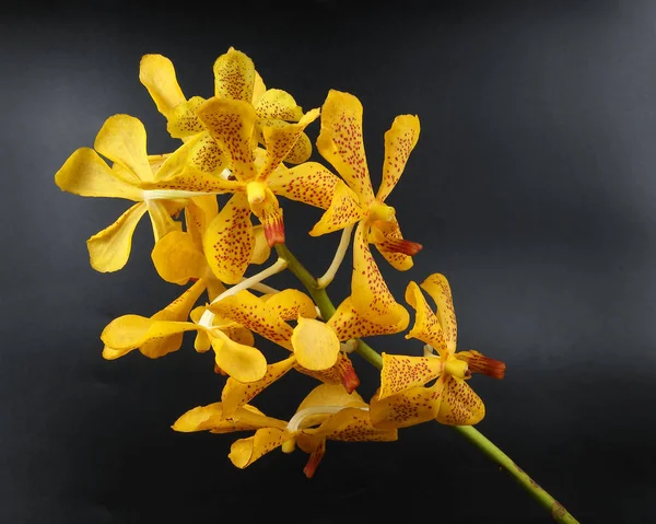 Flor colorida de orquídea — Foto de Stock