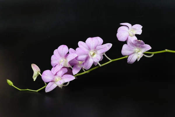 Colorato fiore di orchidea — Foto Stock