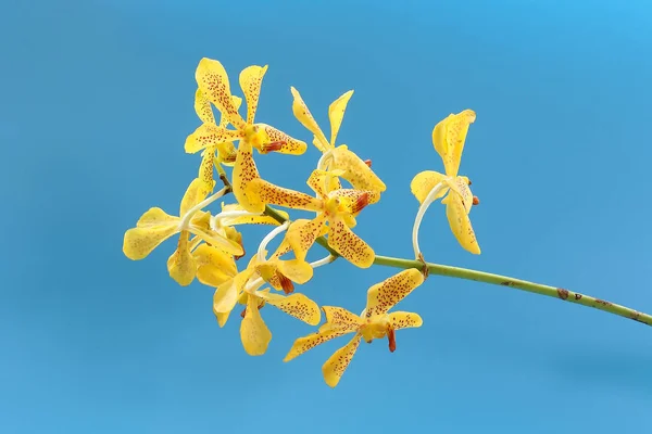 Πολύχρωμο ορχιδέα λουλούδι — Φωτογραφία Αρχείου