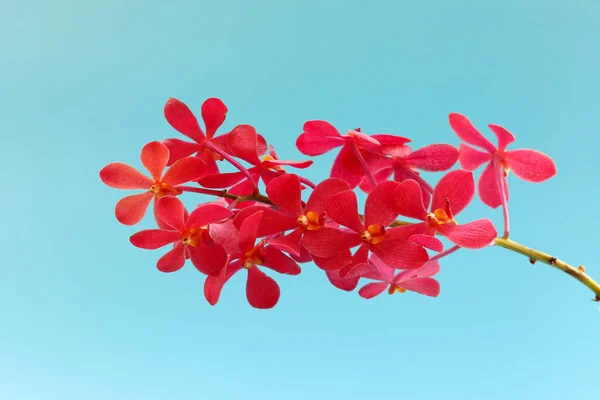 Flor de orquídea colorida — Fotografia de Stock