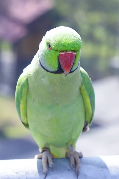 Зелений барвисті папуги папуга — стокове фото