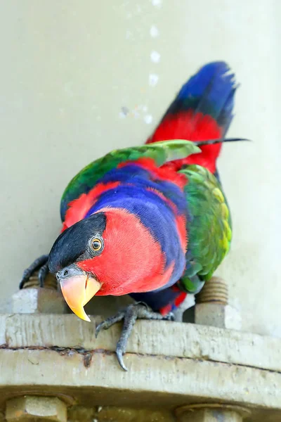 Roter schwarzer bunter Papageiensittich — Stockfoto