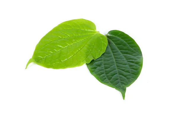 Wild Pepper Leaf — Stock Photo, Image