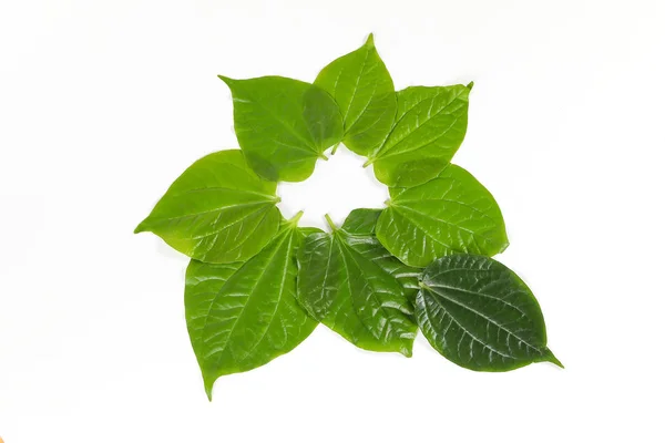 Wild Pepper Leaf — Stock Photo, Image