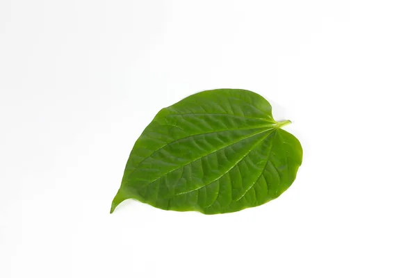 Wild Pepper Leaf — Stock Photo, Image