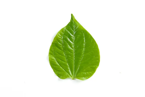 Wild Pepper Leaf — Stock Photo, Image