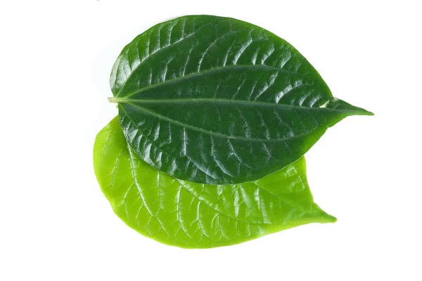 Vild peppar Leaf — Stockfoto