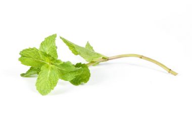 Yeşil nane Lea