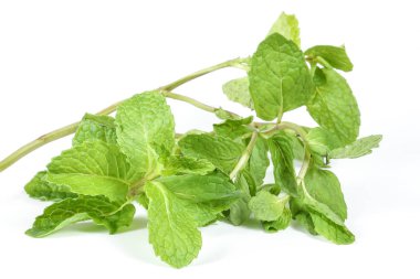 Yeşil nane Lea