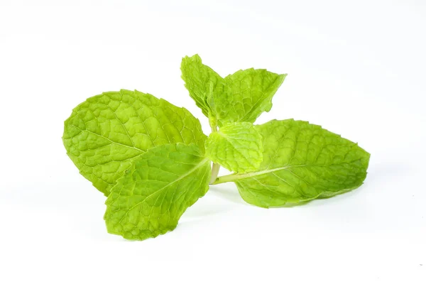 Green Mint Lea — Stock Photo, Image
