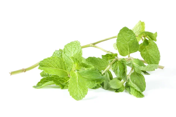 Groen Mint Lea — Stockfoto