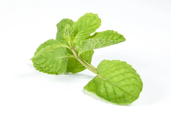 Menta verde Lea — Foto de Stock