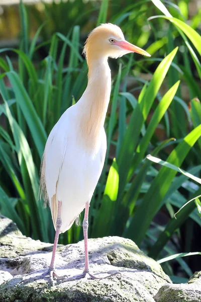 Kuhreiher — Stockfoto