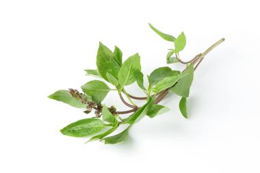 Asya Tayland fesleğen