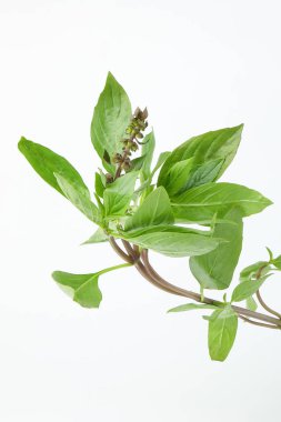 Asya Tayland fesleğen