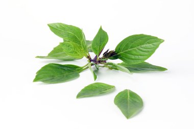 Asya Tayland fesleğen