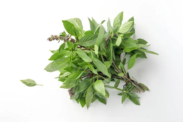 Asya Tayland fesleğen