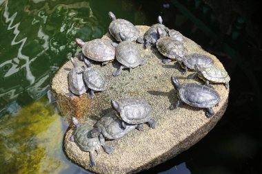 Kırmızı kulaklı kaymak kaplumbağa