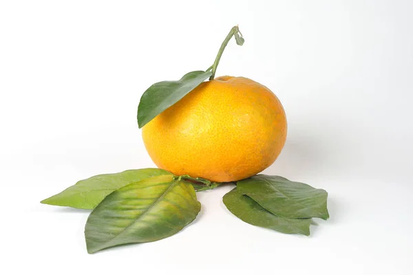 Оранжевый гигантский мандарин — стоковое фото