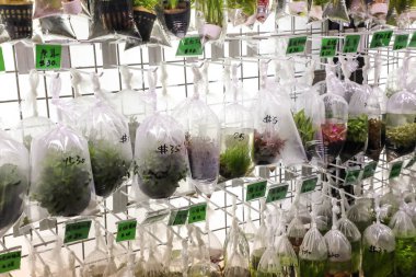 Tropikal Akvaryum Balık ve Hong Kong goldfish Market plat 