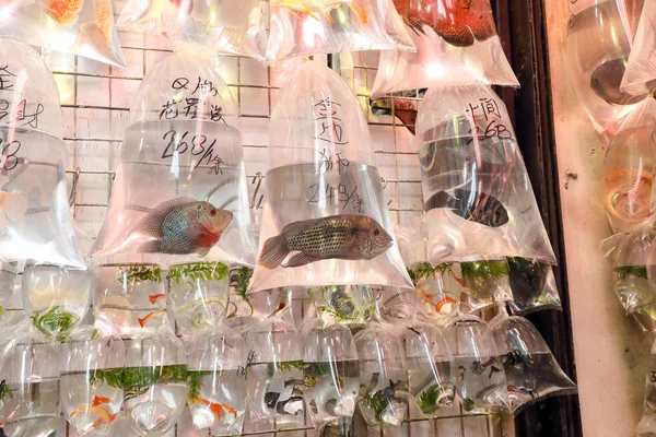 Tropische aquariumvissen en plat op Hong Kong goudvis markt — Stockfoto