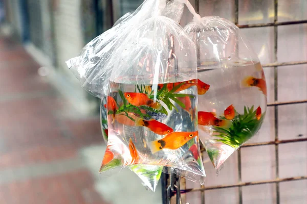 Tropikal Akvaryum Balık ve Hong Kong goldfish Market plat 