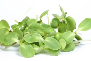 Yeşil ayçiçeği Filiz