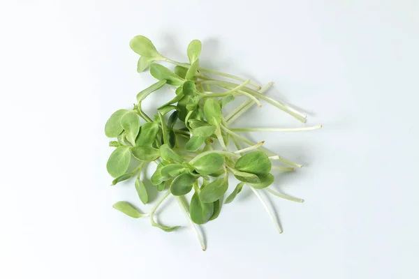 Gröna solros sprout — Stockfoto