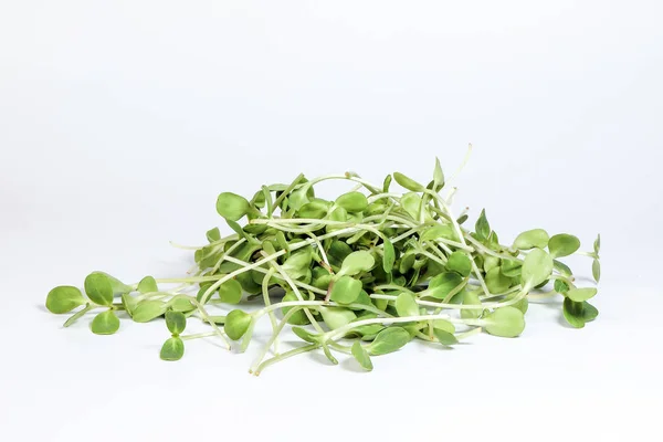 Groene zonnebloem sprout — Stockfoto