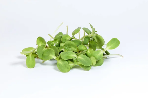 Gröna solros sprout — Stockfoto