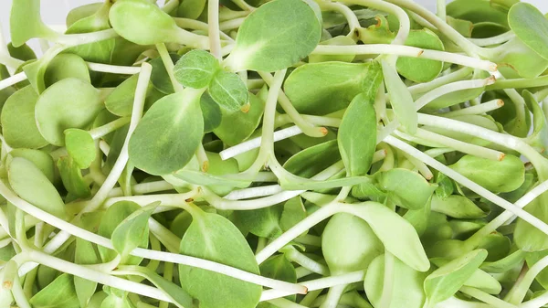 Gröna solros sprout — Stockfoto