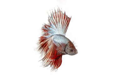 Renkli Beta savaşçı balığı 