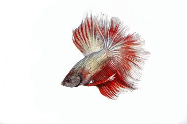 Renkli Beta savaşçı balığı 