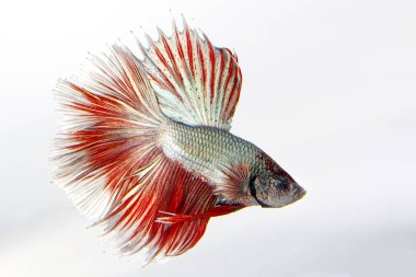 Renkli Beta savaşçı balığı 