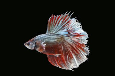 Renkli Beta savaşçı balığı 