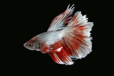 Renkli Beta savaşçı balığı 