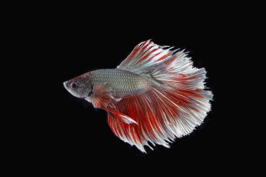 Renkli Beta savaşçı balığı 